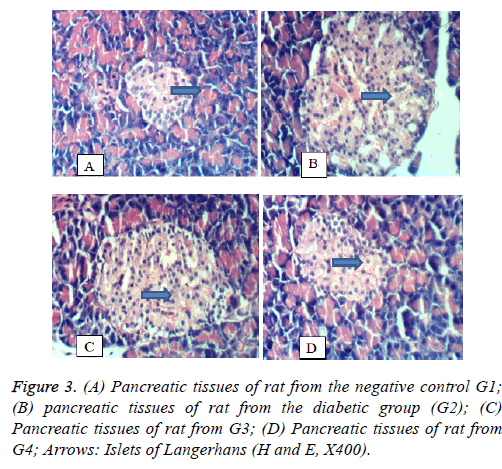 biomedres-Pancreatic-tissues